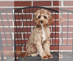 Mother of the Cavapoo (Miniature) puppies born on 11/13/2025