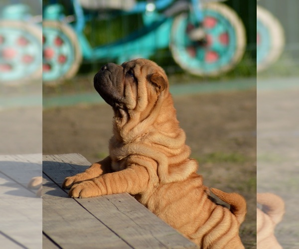 Medium Photo #1 Chinese Shar-Pei Puppy For Sale in Novo Milosevo, Vojvodina, Serbia