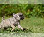 Small #3 Pug