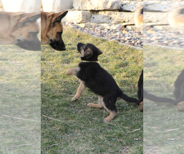 Medium Photo #4 German Shepherd Dog Puppy For Sale in EDGEWOOD, IA, USA