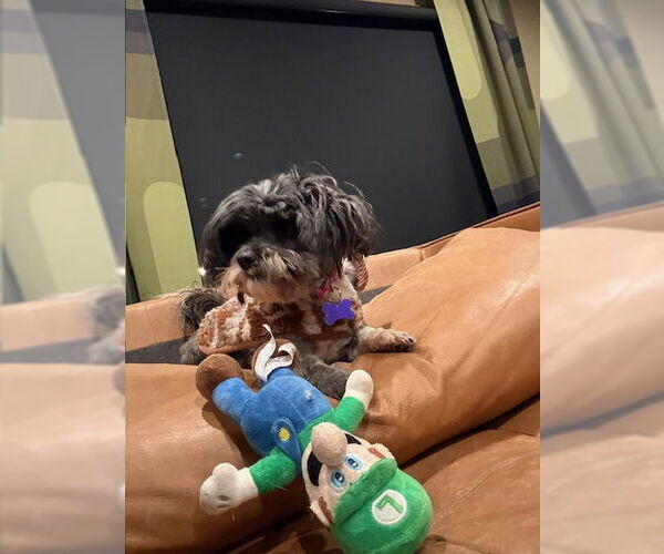 Medium Photo #4 Shih Tzu Puppy For Sale in East Derry, NH, USA