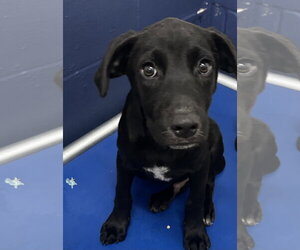 Labrador Retriever-Unknown Mix Dogs for adoption in Sterling, MA, USA