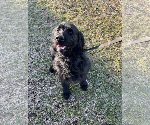 Medium Photo #1 Labrador Retriever Puppy For Sale in Harrison, AR, USA