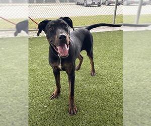 JET - Male Labrador Retriever Dog for Adoption - Photo #2