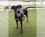 Small Photo #2 Labrador Retriever Puppy For Sale in Baytown, TX, USA