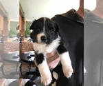 Puppy 3 Miniature Australian Shepherd