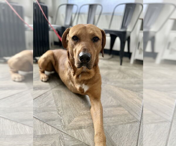 Medium Photo #10 Rhodesian Ridgeback-Unknown Mix Puppy For Sale in Brewster, NY, USA