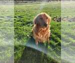 Small Photo #1 Goberian Puppy For Sale in FERNDALE, WA, USA