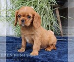 Small #3 Cavalier King Charles Spaniel