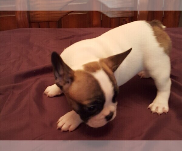 Medium Photo #7 French Bulldog Puppy For Sale in LAKE BUTLER, FL, USA