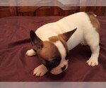 Small Photo #7 French Bulldog Puppy For Sale in LAKE BUTLER, FL, USA