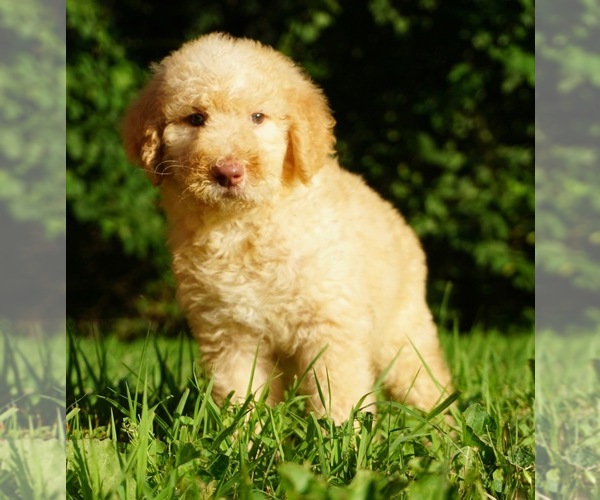 Medium Photo #2 Labradoodle-Poodle (Standard) Mix Puppy For Sale in WARSAW, IN, USA