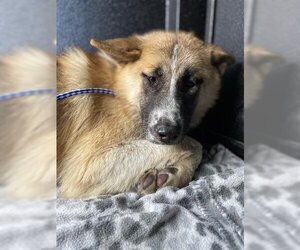 Australian Shepherd-Siberian Husky Mix Dogs for adoption in Hanford, CA, USA