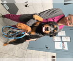 Small #1 Rottweiler