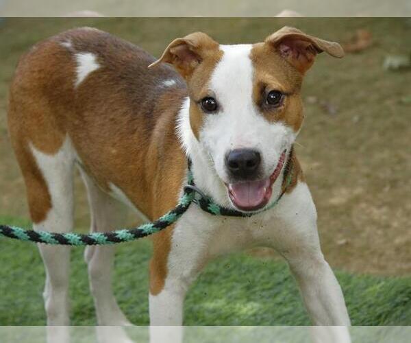 Medium Photo #2 American Pit Bull Terrier-Unknown Mix Puppy For Sale in Tallahassee, FL, USA