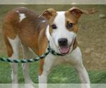 Small #1 American Pit Bull Terrier Mix
