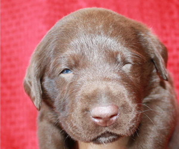 Medium Photo #9 Labrador Retriever Puppy For Sale in PUEBLO, CO, USA