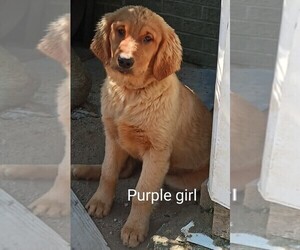 Golden Retriever Puppy for sale in WAKE FOREST, NC, USA