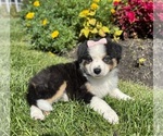 Small #4 Miniature Australian Shepherd
