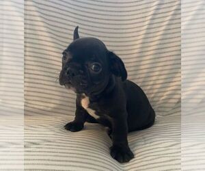 French Bulldog Puppy for sale in JOHNS ISLAND, SC, USA