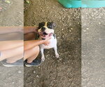 Small American Staffordshire Terrier Mix