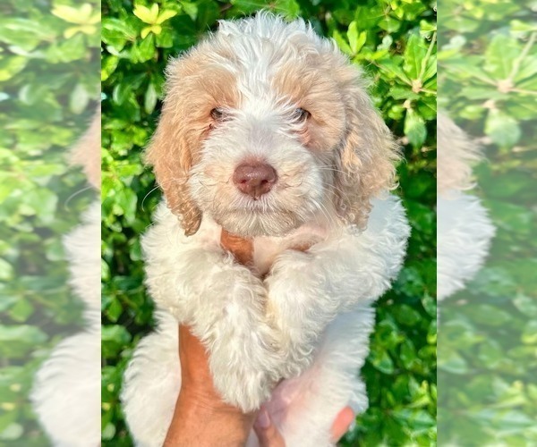 Medium Photo #1 Labradoodle-Sheepadoodle Mix Puppy For Sale in ORLANDO, FL, USA
