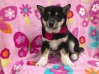 Small Photo #11 Shiba Inu Puppy For Sale in ELDORA, PA, USA
