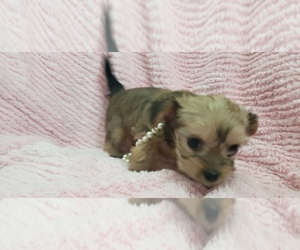 Medium Photo #35 Shorkie Tzu Puppy For Sale in NEVADA, TX, USA