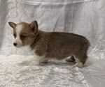 Small #3 Pembroke Welsh Corgi