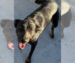 Small Photo #2 Labrador Retriever-Unknown Mix Puppy For Sale in Lake Forest, CA, USA