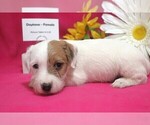 Puppy Daytona Jack Russell Terrier