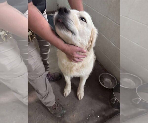 Medium Photo #7 Great Pyrenees-Unknown Mix Puppy For Sale in Grafton, WI, USA