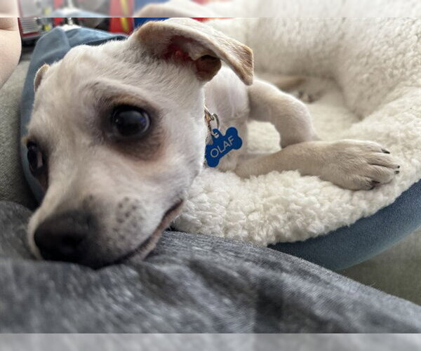 Medium Photo #1 Chihuahua-Unknown Mix Puppy For Sale in Redwood City, CA, USA
