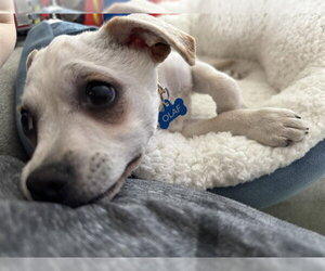 Chihuahua-Unknown Mix Dogs for adoption in Redwood City, CA, USA