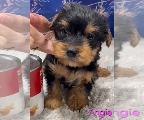 Medium Photo #6 Yorkshire Terrier Puppy For Sale in AZLE, TX, USA