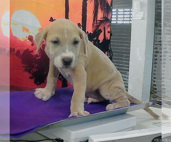 Medium Photo #3 American Pit Bull Terrier-Labrador Retriever Mix Puppy For Sale in Lakewood, CO, USA