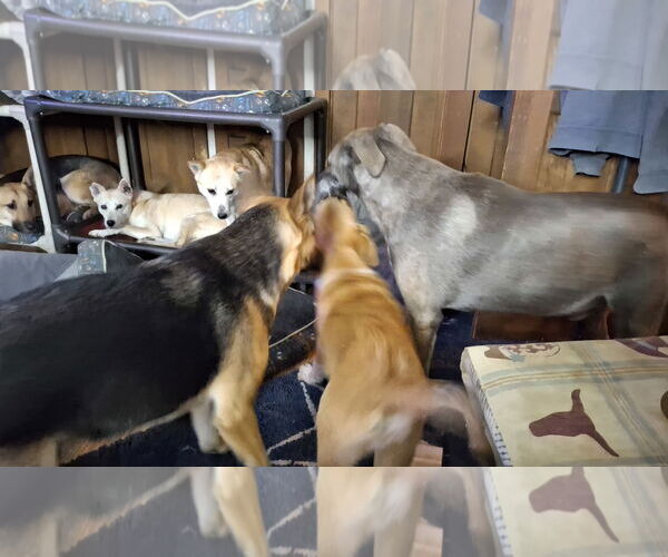 Medium Photo #4 Mutt Puppy For Sale in Sebec, ME, USA