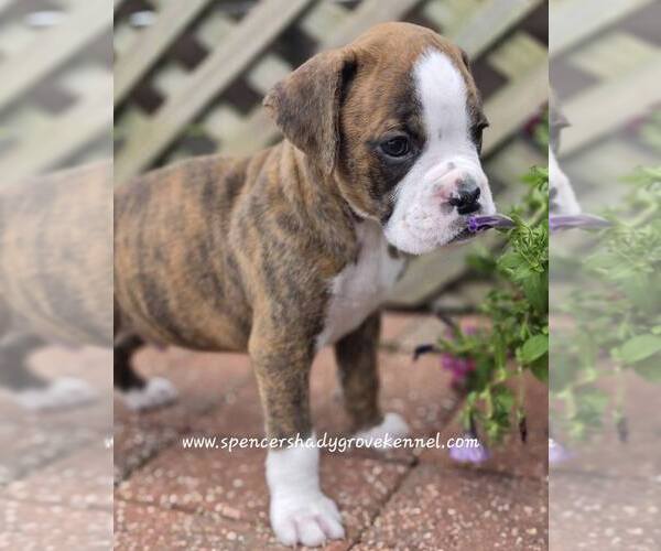 Medium Photo #8 Boxer Puppy For Sale in CABOOL, MO, USA