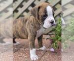 Small #7 Boxer