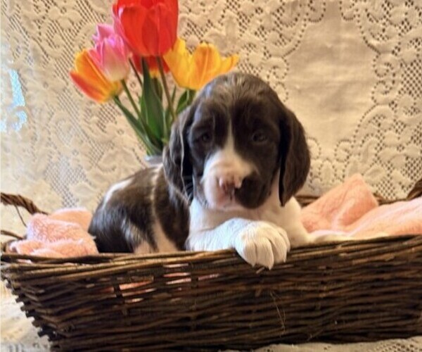 Medium Photo #4 English Springer Spaniel Puppy For Sale in OWEN, WI, USA