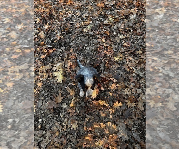 Medium Photo #5 Australian Cattle Dog Puppy For Sale in OREGON HOUSE, CA, USA