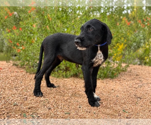Medium Photo #4 Labradoodle Puppy For Sale in PIPE CREEK, TX, USA