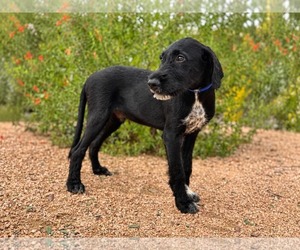 Ryder - Male Labradoodle Dog for Adoption - Photo #4