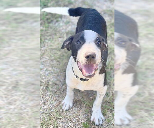 Medium Photo #2 American Pit Bull Terrier-Unknown Mix Puppy For Sale in Augusta, GA, USA