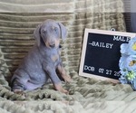 Small Doberman Pinscher