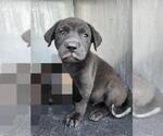 Small American Staffordshire Terrier Mix