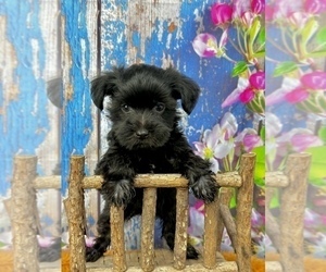 Doberman Pinscher Puppy for sale in CASSVILLE, MO, USA