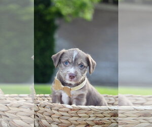 Mutt Dogs for adoption in Sandy, UT, USA