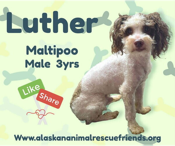 Medium Photo #1 Maltipoo (Miniature) Puppy For Sale in Anchorage, AK, USA