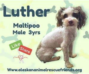 Maltipoo (Miniature) Dogs for adoption in Anchorage, AK, USA